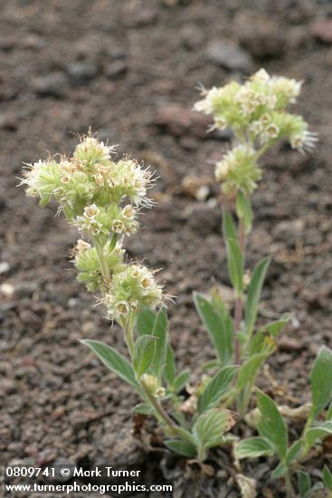 Phacelia heterophylla