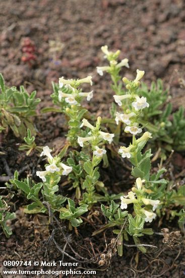 Penstemon deustus