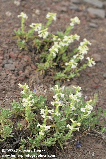 Penstemon deustus