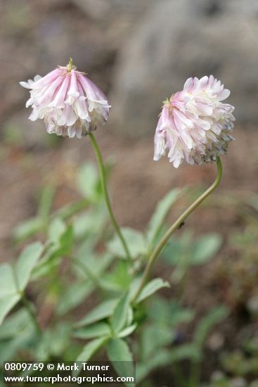 Trifolium productum
