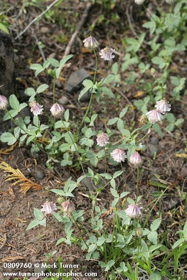 Trifolium productum