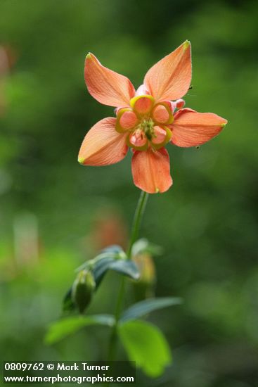 Aquilegia formosa