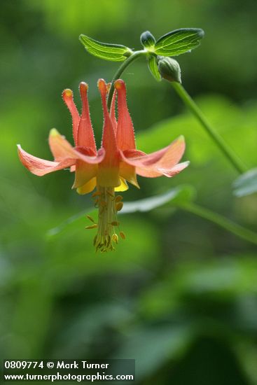 Aquilegia formosa