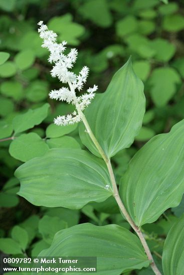 Maianthemum racemosum