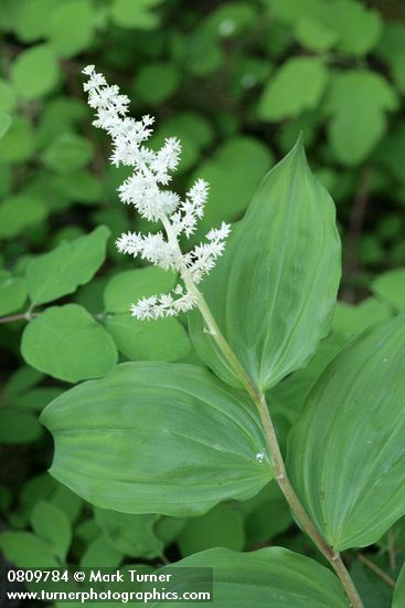 Maianthemum racemosum