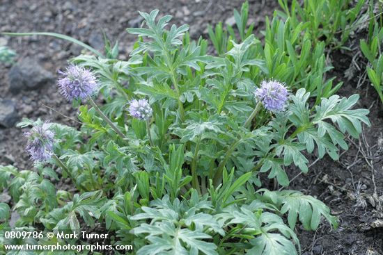 Hydrophyllum occidentale