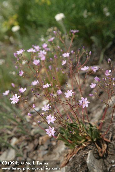 Lewisia columbiana