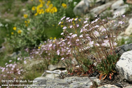 Lewisia columbiana