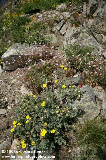 Dasiphora floribunda; Lewisia columbiana