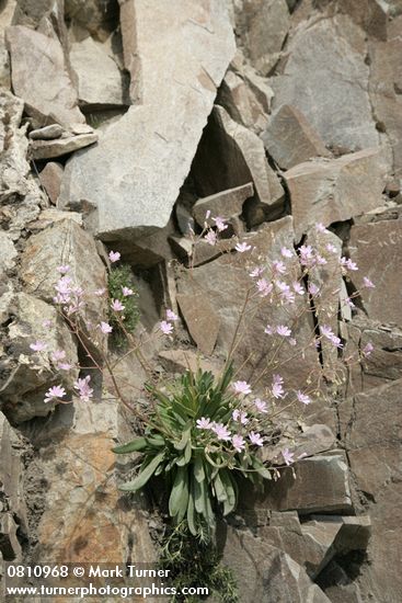 Lewisia columbiana