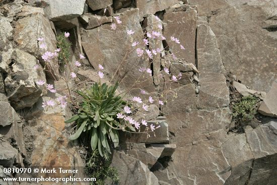Lewisia columbiana