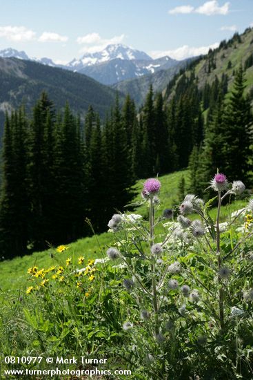 Cirsium edule; Arnica latifolia