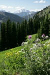 Indian Thistle & Mountain Arnica in subalpine meadow w/ mountains bkgnd
