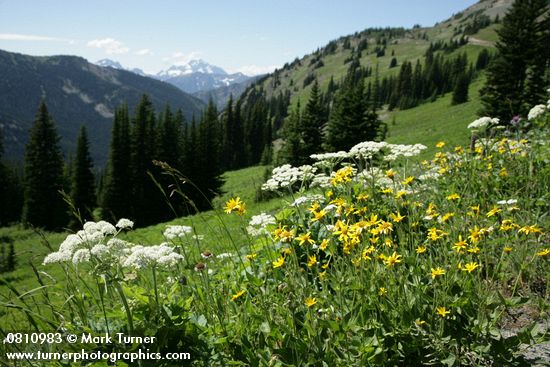 Arnica latifolia; Heracleum maximum