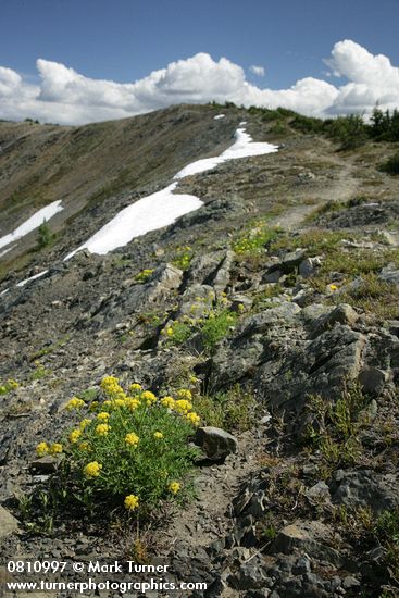 Lomatium brandegeei