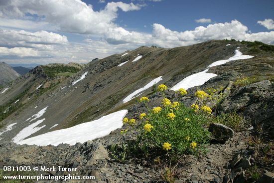 Lomatium brandegeei