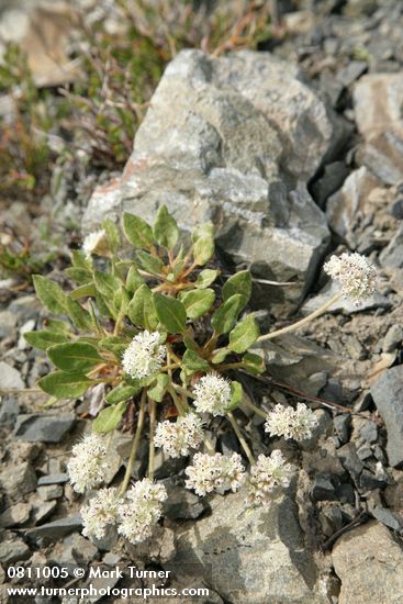 Eriogonum pyrolifolium