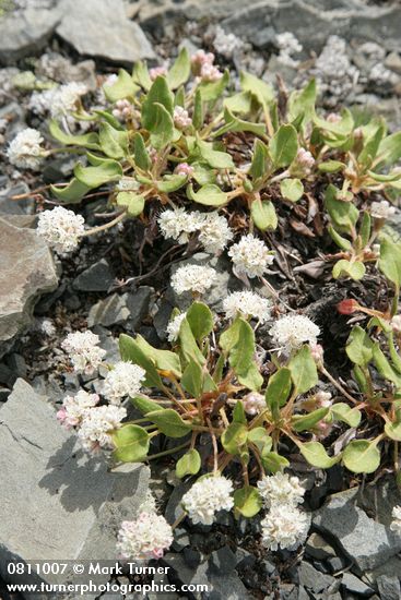 Eriogonum pyrolifolium