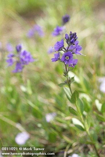 Veronica cusickii