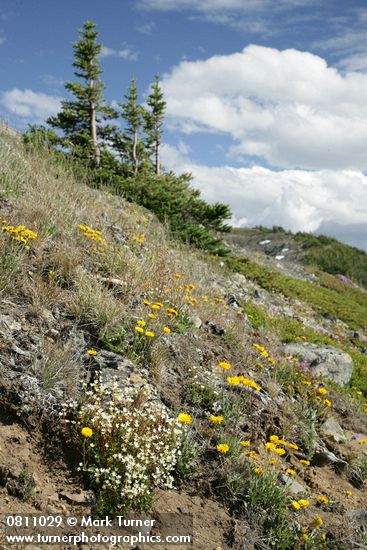 Saxifraga bronchialis; Agoseris glauca