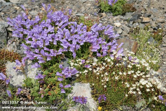 Penstemon davidsonii; Saxifraga bronchialis