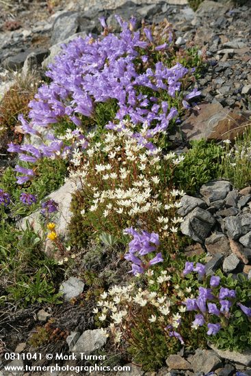 Penstemon davidsonii; Saxifraga bronchialis