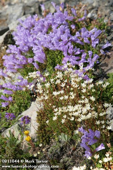 Saxifraga bronchialis; Penstemon davidsonii