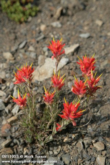 Castilleja elmeri