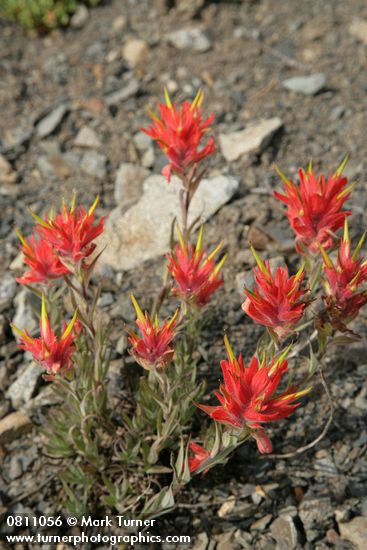 Castilleja elmeri