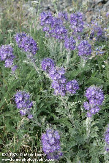 Phacelia sericea