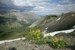 Brandegee's Desert Parsley on alpine ridge