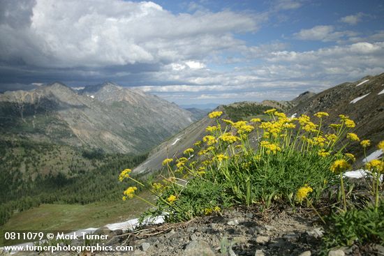 Lomatium brandegeei