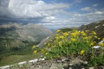 Brandegee's Desert Parsley on alpine ridge