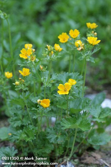 Potentilla flabellifolia