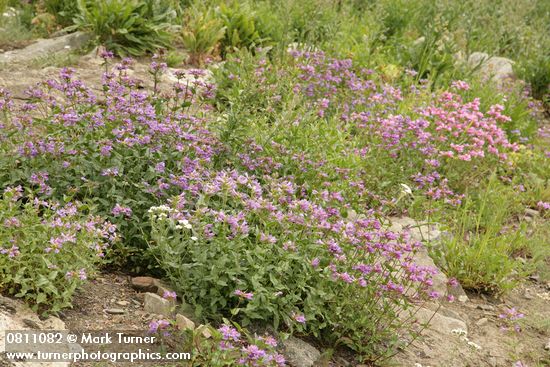 Penstemon serrulatus