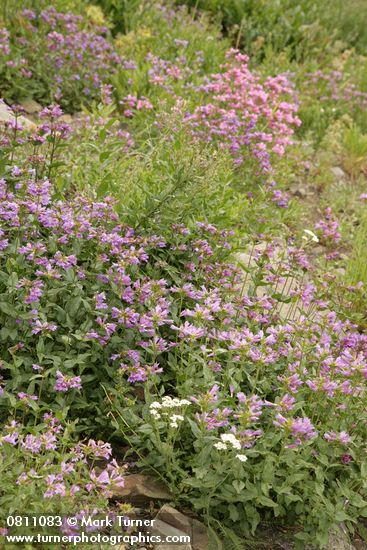 Penstemon serrulatus