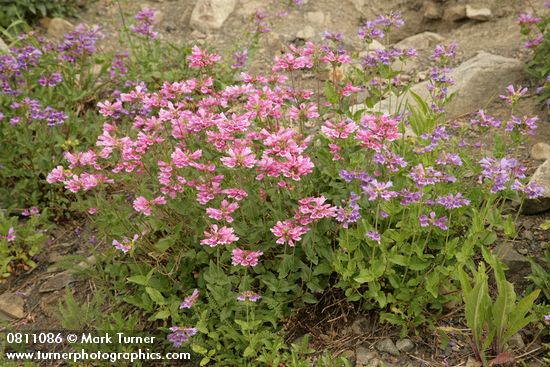 Penstemon serrulatus