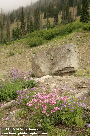 Penstemon serrulatus