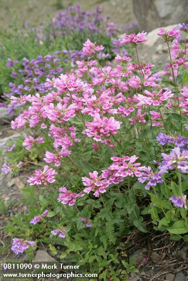 Penstemon serrulatus
