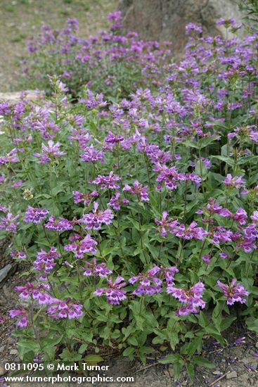 Penstemon serrulatus