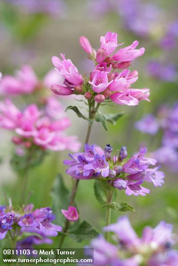 Penstemon serrulatus