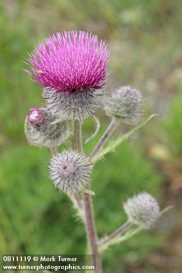 Cirsium edule