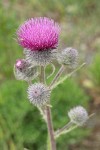 Indian Thistle