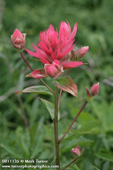 Castilleja miniata