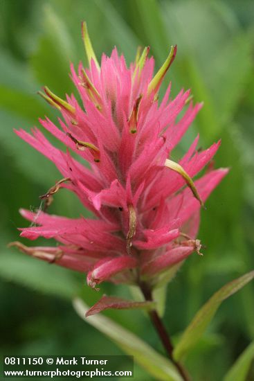 Castilleja miniata