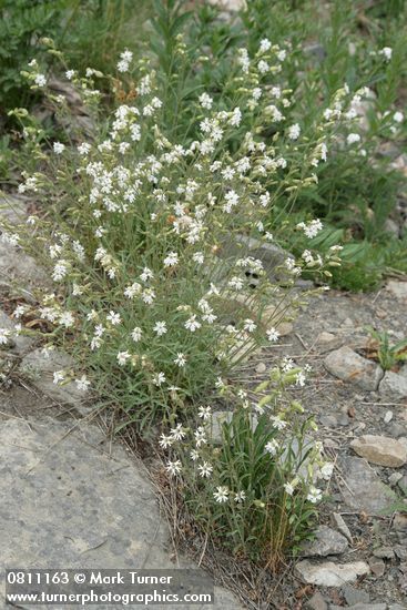 Silene parryi