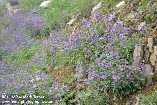 Penstemon serrulatus