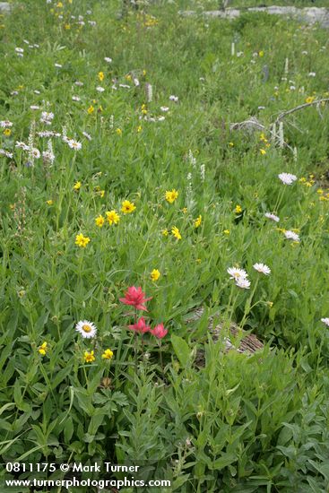Castilleja miniata; Arnica latifolia; Erigeron peregrinus; Stenanthium occidentale; Platanthera dilitata