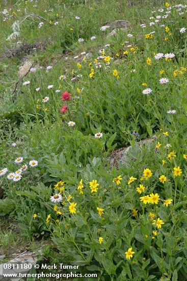 Castilleja miniata; Arnica latifolia; Erigeron peregrinus