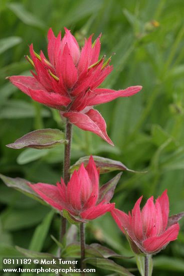 Castilleja miniata